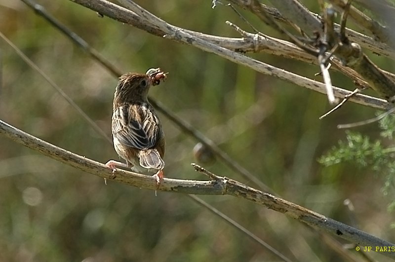 Cisticola juncidis